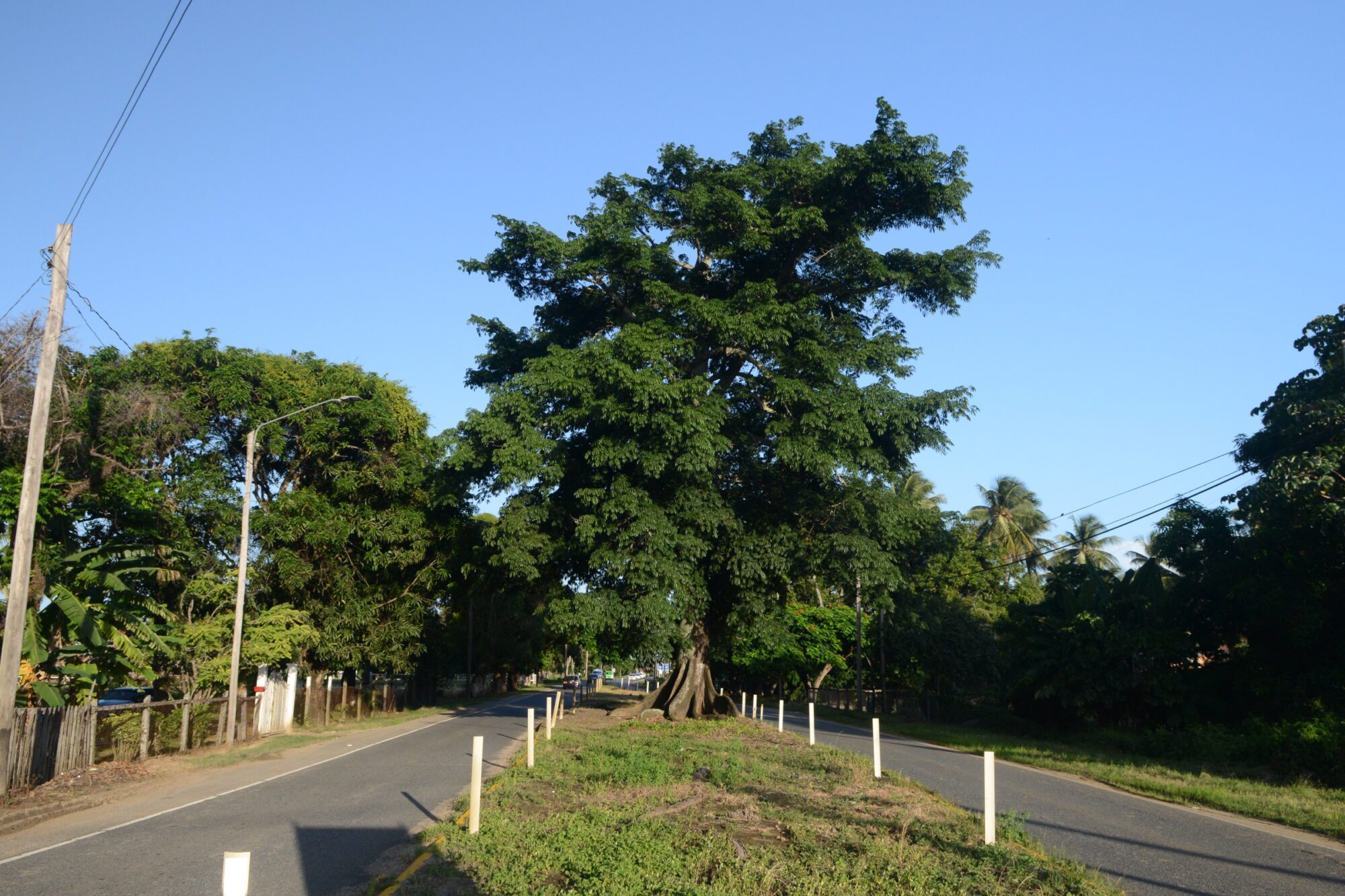 Half-way Tree – National Trust