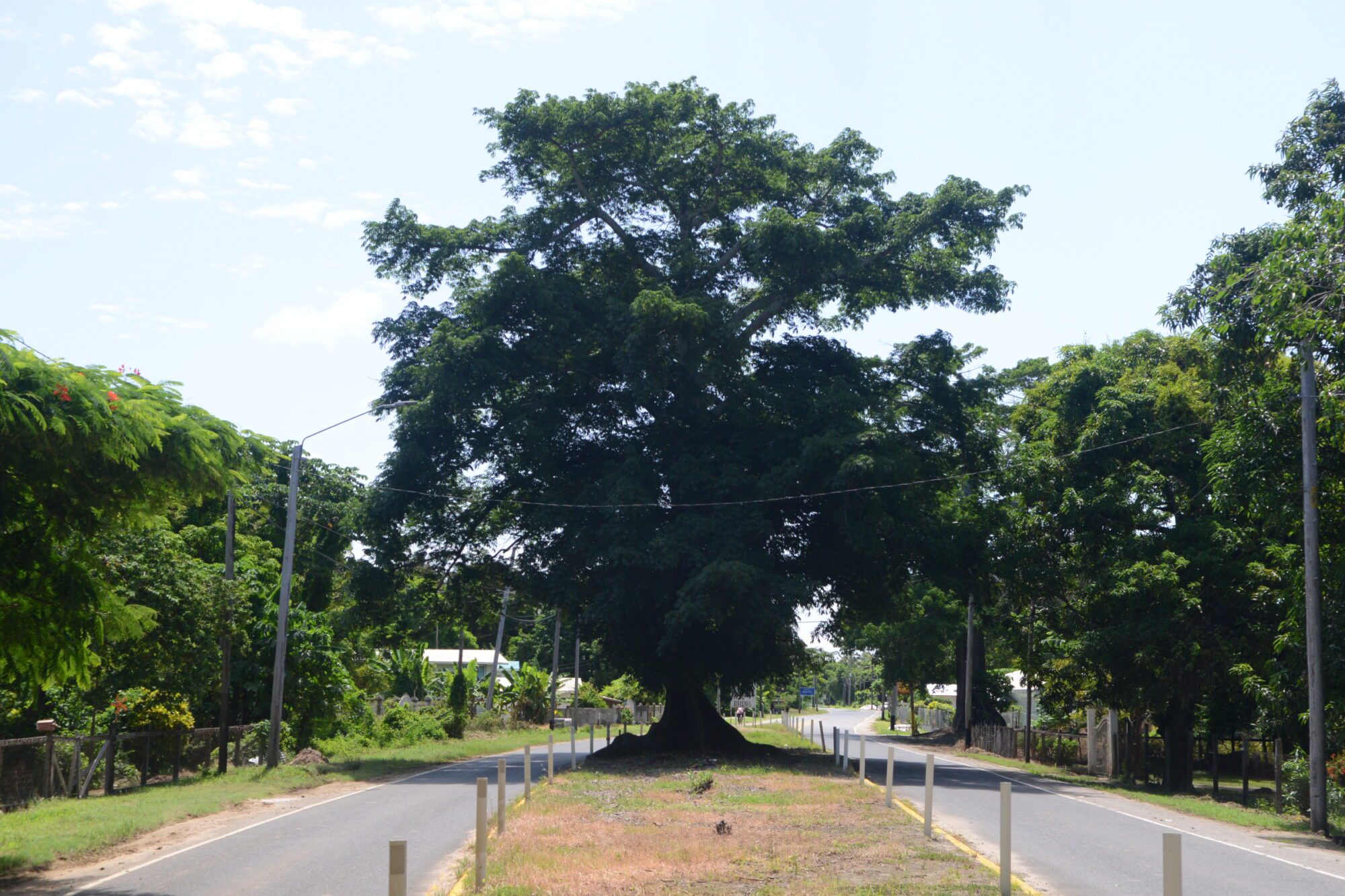 Half-way Tree – National Trust